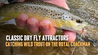 Wild Trout and Classic Attractor Dry Flies: Fishing in the Rain with the Royal Coachman