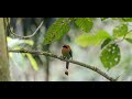 Costa Rica Adventure Series #2 :Serene hike in Mistico Park -Discovering Costa Rica’s Natural Beauty