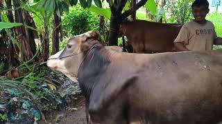 cara sapi berkembang biak alami