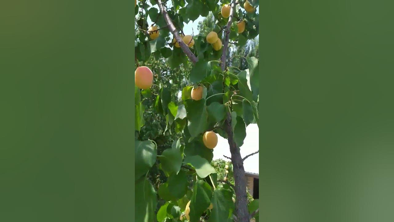 Fruits of Uzbekistan _ фрукты Узбекистана_жонажон Узбекистон #respect # ...