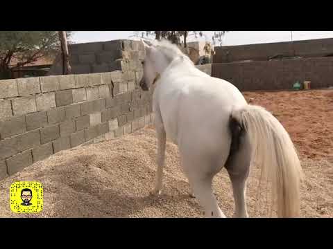 الديدان في الخيل وطرق الوقاية