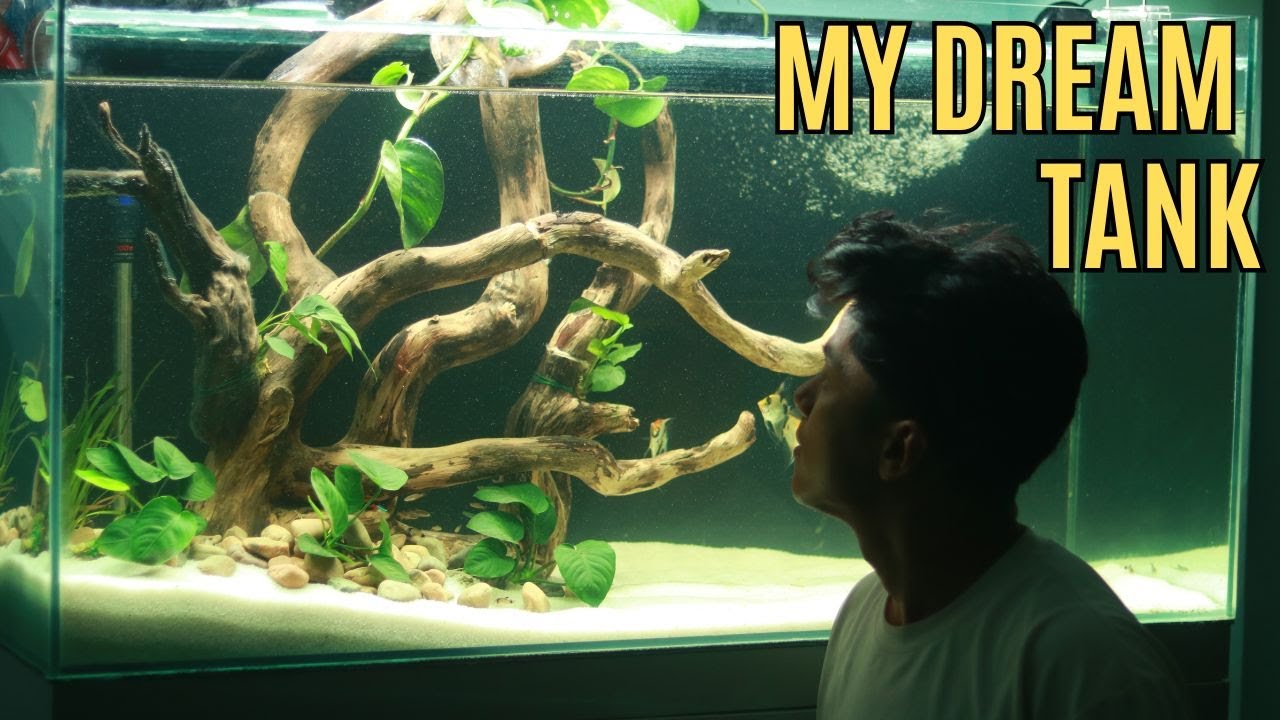My Dream Tank Setup! 4ft Aquarium Tour