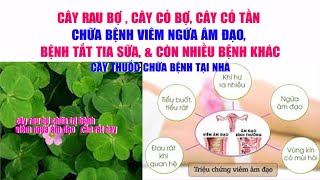 Cây Rau Bợ Chữa Bệnh Gì | Tác Dụng Chữa Bệnh Của Cây Cỏ Bợ | Cây Thuốc Nam