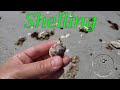 SHELLING ON CAYO COSTA ISLAND 18 MILES NORTH OF SANIBEL ISLAND FLORIDA - VIRTUAL SHELL WITH ME!