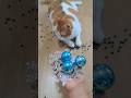 뭉치스타 #reversevideo #marblerunandmore #cat #catvideos #reverse
