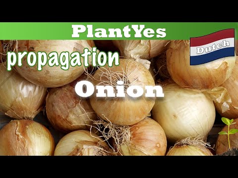 Video: Hoe uien planten? Hoe uien op greens planten? Hoe plantuien planten?