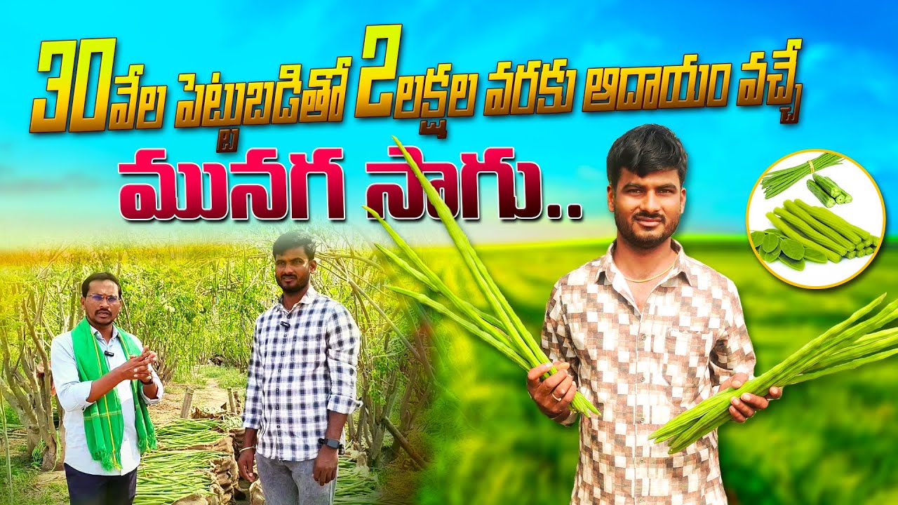 మునగ సాగుతో నెలలో ₹2 లక్షల లాభం ఎలా? కేవలం ₹30 వేల పెట్టుబడితో //new treanding videos/ munaga sagu