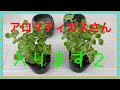 アロマティカスさん　入ります2  【観葉植物】