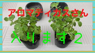 アロマティカスさん　入ります2  【観葉植物】