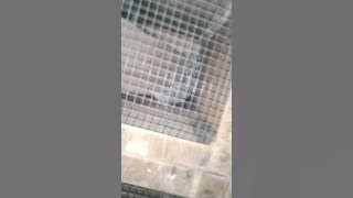 tokek rumah panjang 45cm dijual lepas