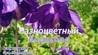 Разноцветный Водосбор  © Виктория Полшкова