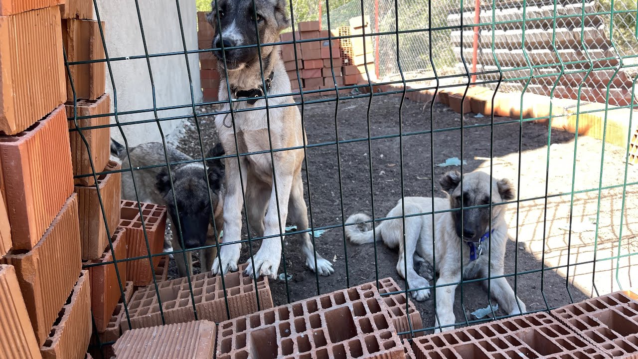 DEĞERLİ TAKİPCİLERİM MANKEN HOSTES SAHİPLENDİRMEDE ŞARTLARI DEĞİŞTİRDİM