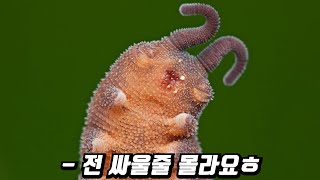 지구상에서 가장 끔찍한 벌레 VS 거미 [괴곤전 2기 베스트경기 Top10]