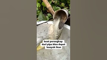 bikin perangkap ikan dari pipa #shorts