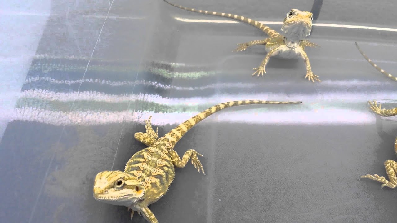 citrusiniai Undefeated Reptiles: Aries x Princess clutch 2014