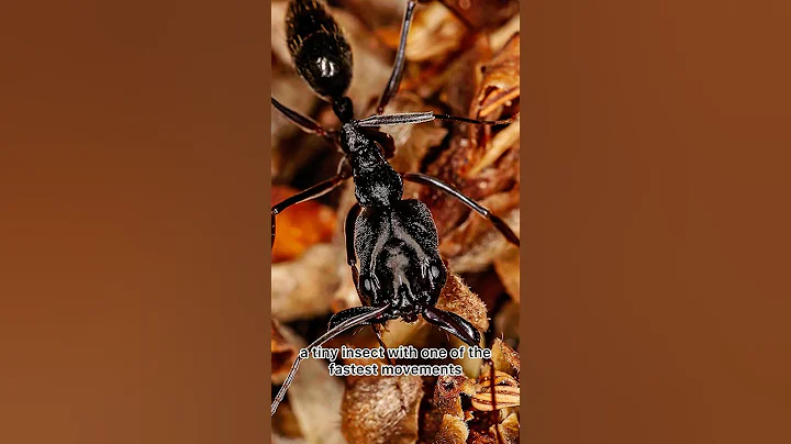 The Trap-Jaw Ant and Extraordinary Mandibles (or Jaws). Мураха-пастка та надзвичайні щелепи. #ants