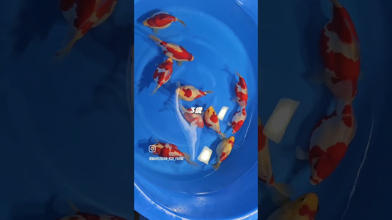 丸新 モンスタージャンボ玉サバ 三歳 25センチ - 魚類、水生生物