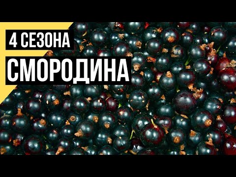 Четыре сезона. Уход за смородиной летом. Несколько слов о крыжовнике и малине