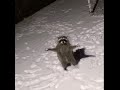 세상 제일 행복한 눈 너구리🦝❄️... 이 춤 보세요!
