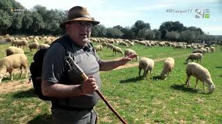 Un día de pastoreo con Toño Aniés