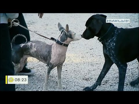 გადადის თუ არა კორონავირუსი შინაური ცხოველებიდან ადამიანზე