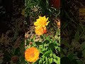 Look at this vibrant calendula in my garden #calendula #vibrant #vibrantcolors #naturalflowers
