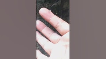 Rescue attempt of an insect trapped in Spider