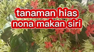 Review hubungan Nona makan sirih di halaman rumah