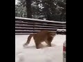 Ultimate Cat Lover S Guide 仆 Tag Your Friends And Learn All About Cats Ultimate Cat Lover S Guide 仆 Tag Your Friends And Learn All About Cats
