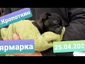 Ярмарка г. Кропоткин 25.04.2021 Цены / Птичий рынок