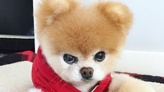 Funniest  Dogs and  Cats  Awesome Funny Pet Animals Videos  Best funny4