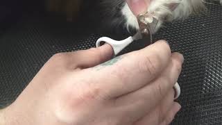 DIY at home cat grooming: how to remove soft paws screenshot 4