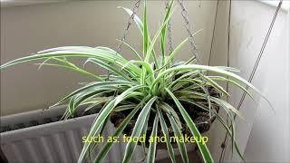 i played symphony for a spider plant for my...spider plants, #teamtree messege