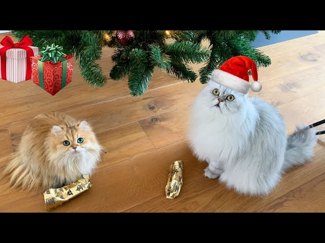 Cats Unwrapping Christmas Presents