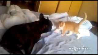 Cat Assassin (Коварный Котенок) Cat Assassin (Коварный Котенок)