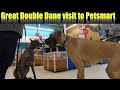 Great Double Dane Trip to Petsmart