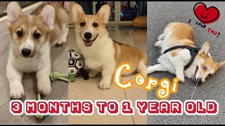 Corgi from 3 months to 1 year old.