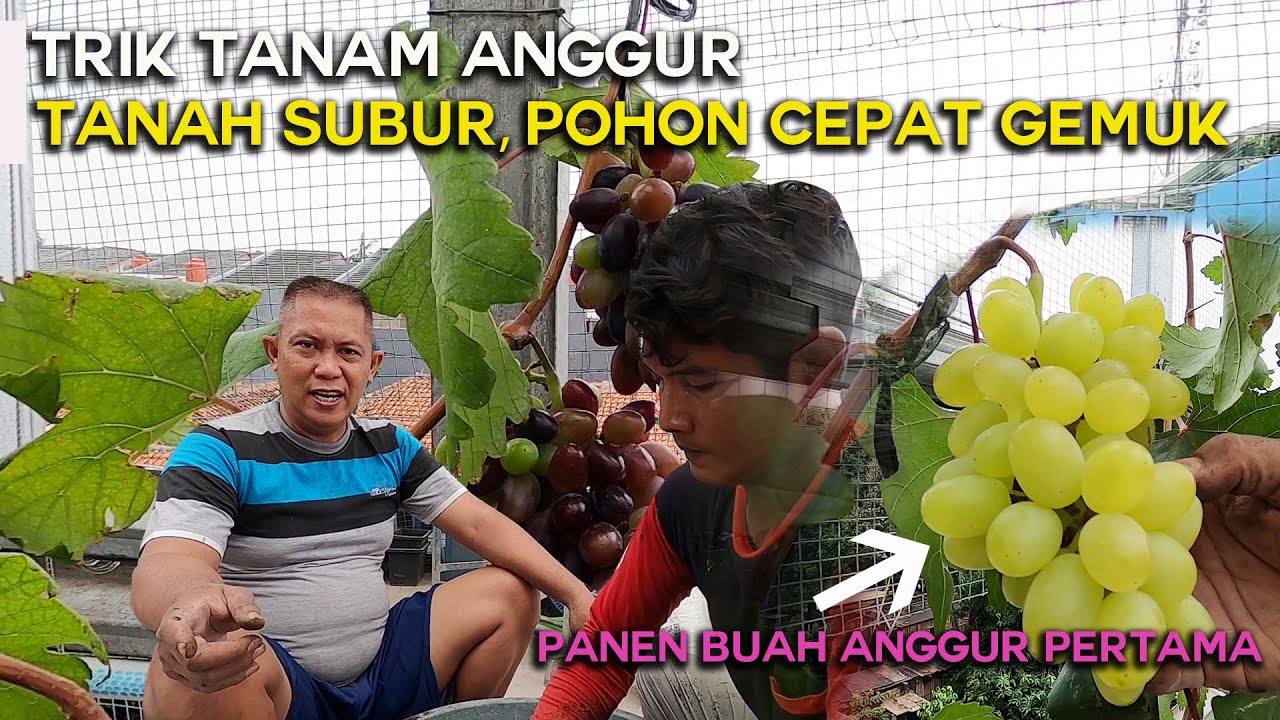 TRIK TANAM ANGGUR TANAH SUBUR, POHON GEMUK, PANEN PERTAMA BUAH ANGGUR DIKEBUN ANGGUR IMPORT JKT