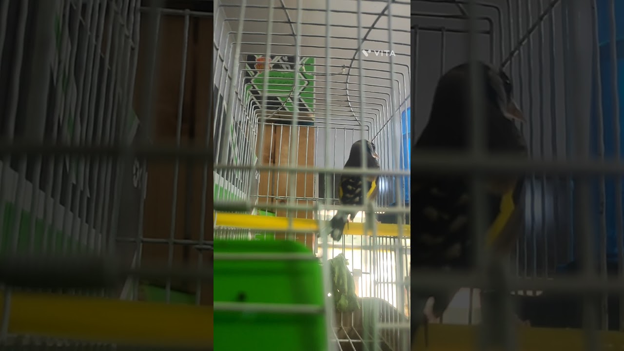 مقنين طالع جان عامو ثالث كوبلور واجد حبة شون ما شاء الله سيدي موسى الجي  0541298596