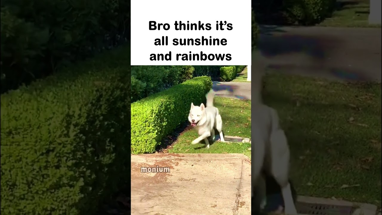 "The sun is shining!" ahh dog