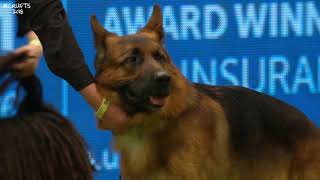Best of Breed, Pastoral Group|GERMAN SHEPHERD DOG|(20172022)
