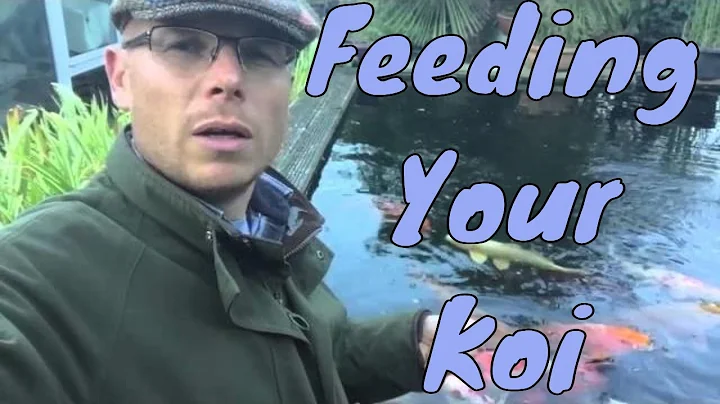 Feeding your Koi | Best time to stop feeding | Any Pond Limited | UK