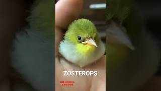 Download Lagu LOLOHAN PLECI #PLECI #ZOSTEROPS #BREEDINGPLECI #PLECIMANIA #PCMI #PLECIMERAPI #MAPUTMURIA MP3