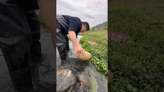 Catching Fish In A Tiny Stream Unexpected Surprise