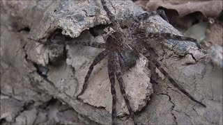 Metal Detecting River Adventure: I Herd U Liek Spiders?