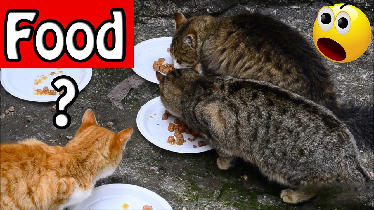 What happens if you feed stray cats Cute Cats YouTube