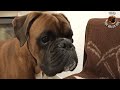Boxer dog and newborn baby face to face