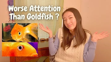 Is Our Attention Span Really Shorter Than a Goldfish?