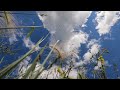 Relax… Lay in the Grass and Listen to the Birds