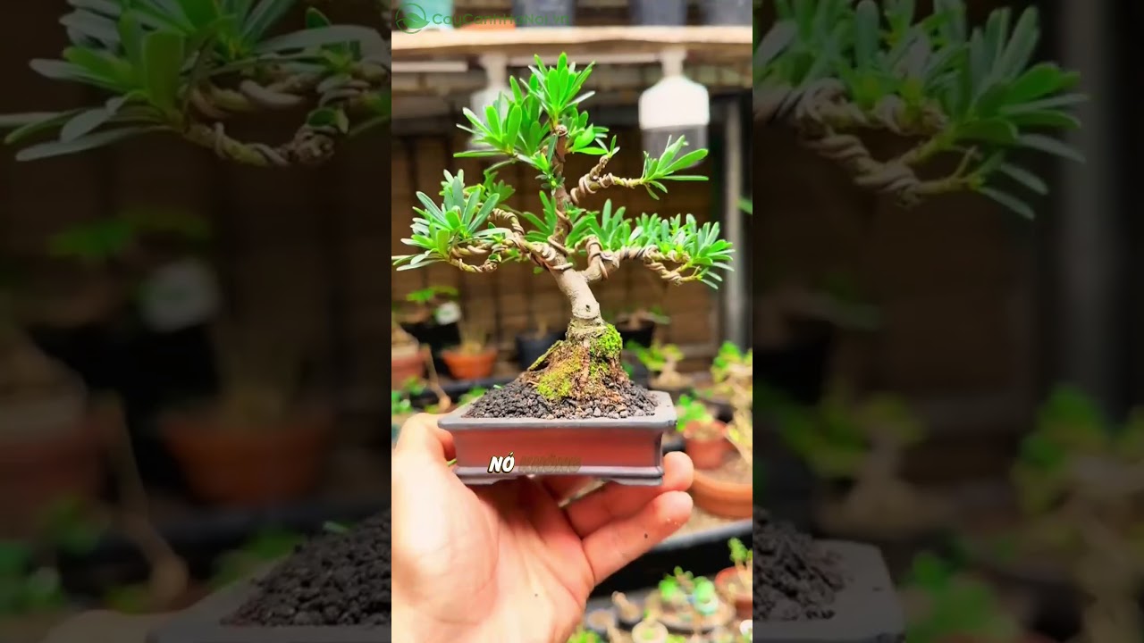 🌲 TÙNG LA HÁN – VẺ ĐẸP TRƯỜNG TỒN CÙNG THỜI GIAN 🌲